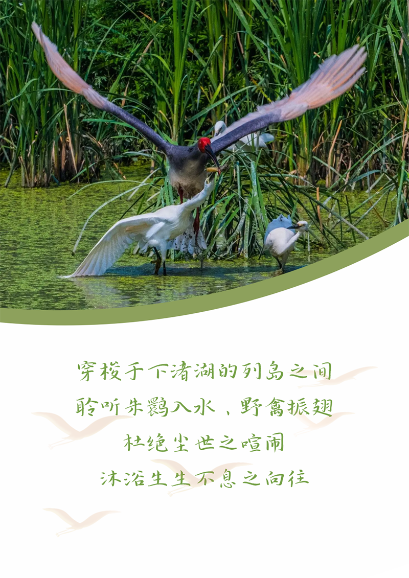 心心念廿 相伴ag九游会j9 | 与德清相约 贺廿载诞辰
